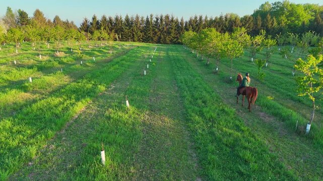 Woman riding her horse between rows of young cherry trees in a lush Michigan orchard at sunset, the Cherry Capital