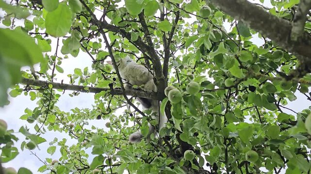 Cats climbing trees in a garden on a sunny day in the afternoon