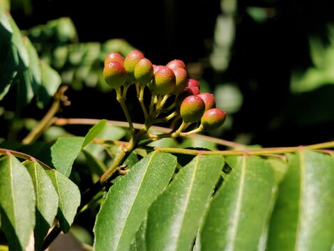 Korokeling&mdash;widely known as curry leaf (*salam koja*)&mdash;offers numerous health benefits for the body.