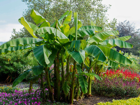 Musa basjoo &lsquo;Sapporo&rsquo; - Hardy ornamental banana plant, tropical grass, pseudostems with broad, bright green, flexible leaves forming a lush crown, offering an exotic appearance in garden

