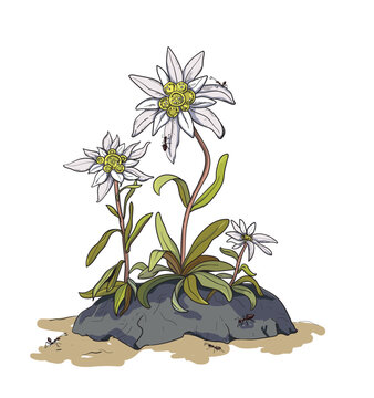 Edelweiss Flowers Illustration, Detailed Botanical Drawing, Alpine Plant Design Featuring Sketch, White