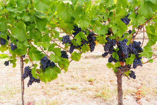 Abundant Ripe Wine Grapes Hanging in Clusters from Lush Green Grapevine