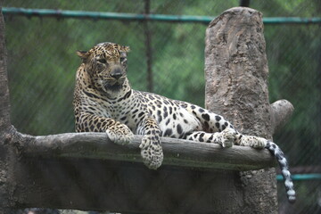 leopard in the zoo © sathyan