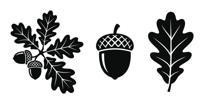 Oak tree branch acorn leaf silhouettes for autumn nature design.