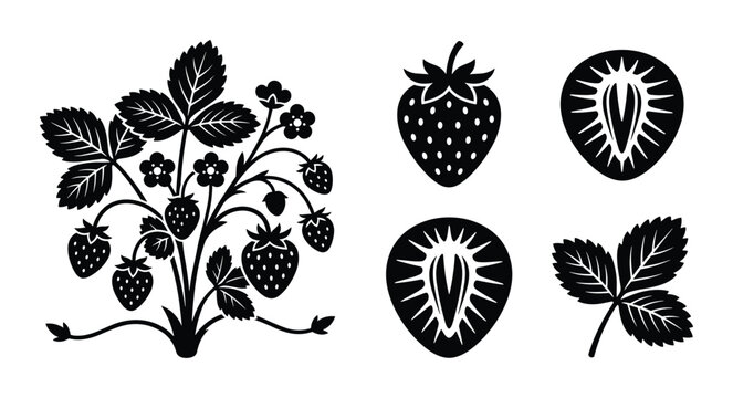 Strawberry plant with fruits flowers leaves and cut strawberries.