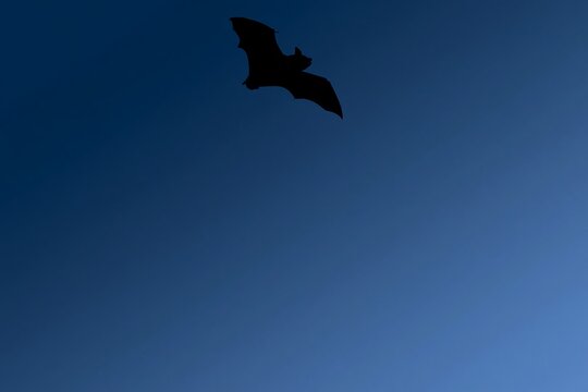 Large flying bat silhouette against a deep blue sky, conceptual wildlife image for bat genomics, evolutionary adaptation, longevity and disease resistance research