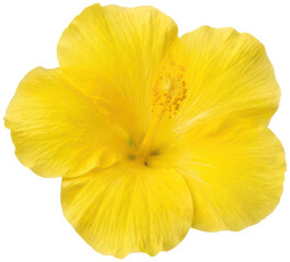 Bright yellow hibiscus flower isolated on black background. © Muhammad