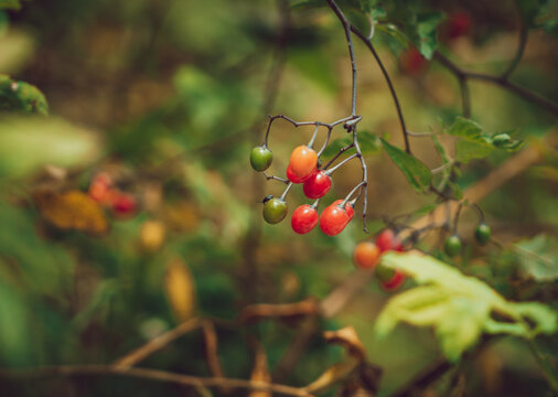 Wild berries and forest ecology, red and green fruit growing on a branch in nature with soft bokeh background for environmental and botanical themes