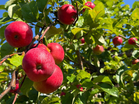 Apple orchard with ripe red fruits