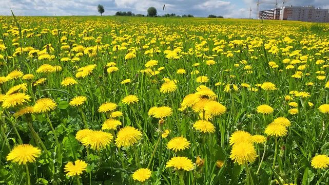 Field of blooming yellow dandelions on a sunny spring day