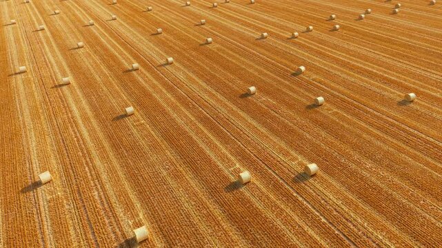 Agricultural field drone panorama with straw bales and textured stubble. Wide overhead farmland pattern featuring repeating harvest rows and isolated round bales across rural landscape. Cereal crop
