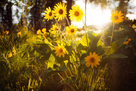 Springtime renewal and nature growth, yellow balsamroot wildflowers blooming in a sunny forest meadow during golden hour with warm lens flare