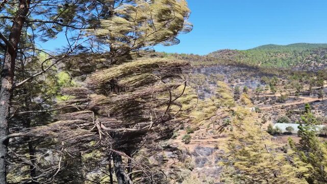 A scenic view of a pine forest affected by a wildfire under a blue sky. Strong wind blows through dry trees, revealing smoke and the damage of the forest fire. Wildfire aftermath.