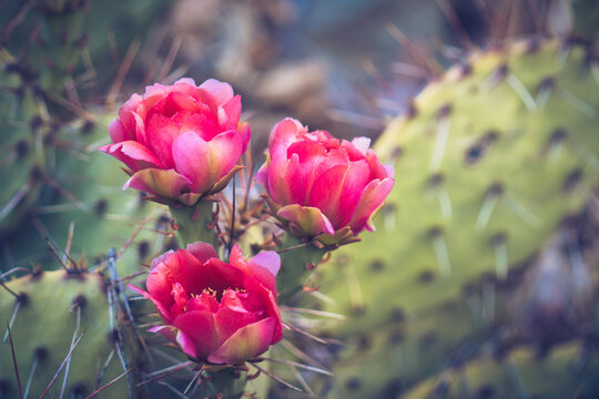Botanical beauty and desert resilience, blooming pink cactus flowers on a prickly succulent plant in a natural garden setting for environmental themes