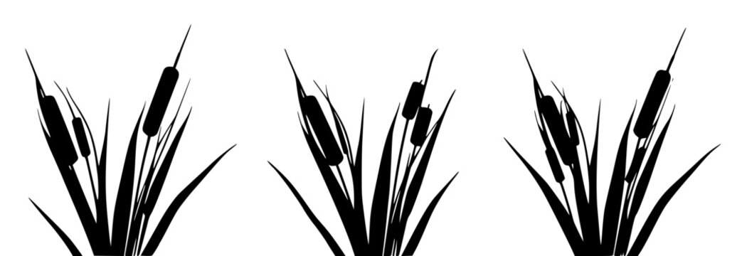 Cattail set with three clusters featuring seed heads, elongated leaves, linear arrangement with minimalist style and black and white vector