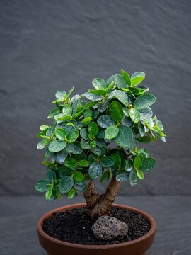 Close up of Ficus microcarpa bonsai tree in terracotta pot on dark background
