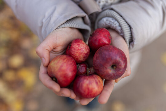 Close-up of person holding handful of freshly picked red autumn apples of various size. Autumn harvest, healthy eating, connection to nature, seasonal produce, sustainability, farm-to-table lifestyle.
