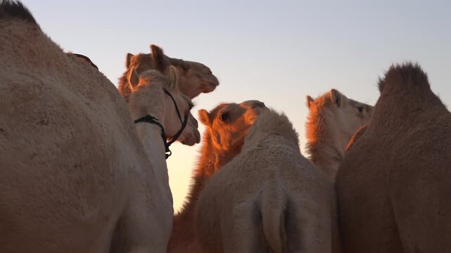 Cinematic wide shot of a camel herd standing in golden desert light at sunset in Saudi Arabia