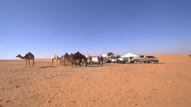 Cinematic wide shot of a traditional Bedouin desert camp with camels and pickup trucks under blue sky in Saudi Arabia