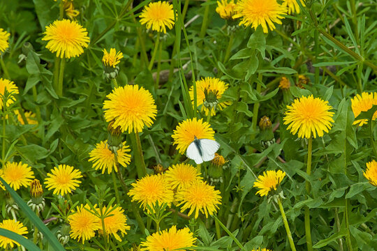 Green-veined white butterfly in a field with dandelions -Pieris napi.