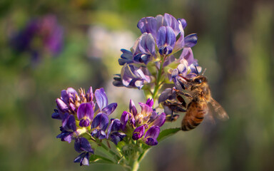 Pollination and biodiversity, honey bee collecting nectar from purple alfalfa flowers in a summer meadow for environmental conservation and ecosystem health © Magic and Flow Media