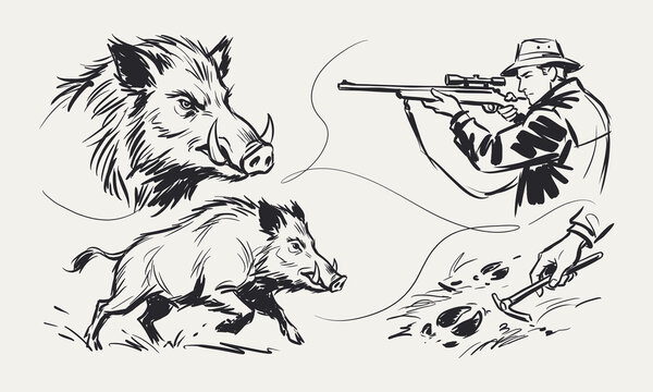 Wild Boar Hunting Hand Drawn Ink Sketches with Hunter and Animal Tracks