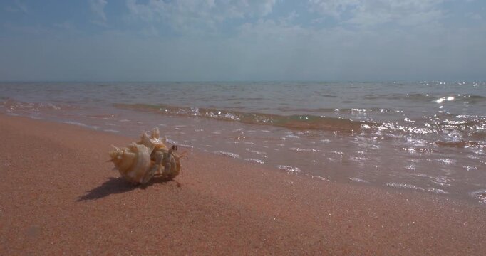 Cinematic close-up of a small sea snail shell crawling on wet pink beach sand with gentle ocean waves on Red Sea coast