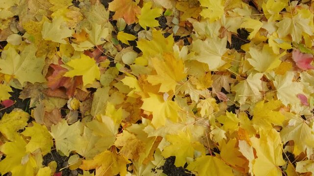 A horizontal high angle shot of a thick carpet of bright yellow and golden maple leaves, creating a rich seasonal pattern, perfect for autumn texture backdrops, Thanksgiving banners