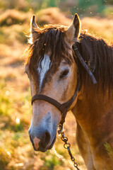 A brown horse with a white spot in a pasture. The horse is grazing in a field. © Vladislav