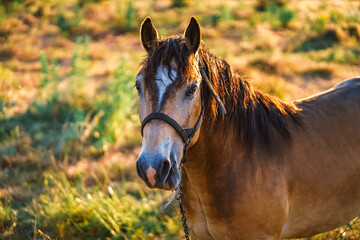 A brown horse with a white spot in a pasture. The horse is grazing in a field. © Vladislav
