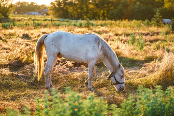 A white horse with black spots in a pasture. The horse is grazing in a field. © Vladislav