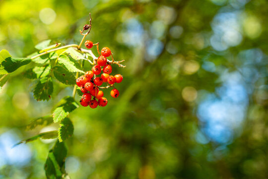 Red Rowan Berries With Green Leaves In Sunlit Forest Natural Autumn Botanical Background