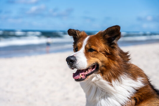 Happy Brown And White Dog Portrait On Sandy Beach With Sea Summer Pet Travel Lifestyle