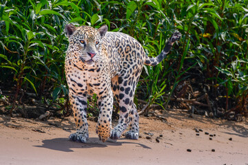 Jaguar at pantanal, Brazil  © Leandro