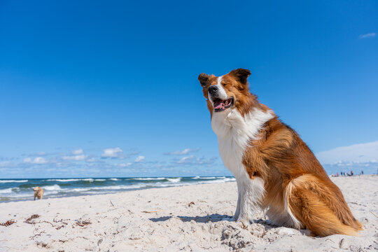 Happy Brown And White Dog Sitting On Sandy Beach By Sea Summer Pet Vacation Lifestyle