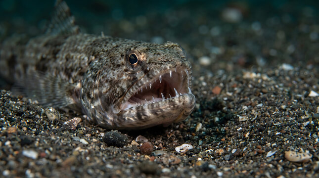 Close up head shot of lizardfish on dark ocean sand floor
