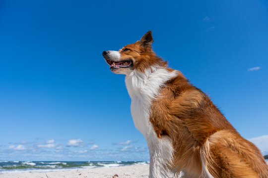 Happy Brown And White Dog On Beach Under Blue Sky Summer Pet Travel And Outdoor Lifestyle