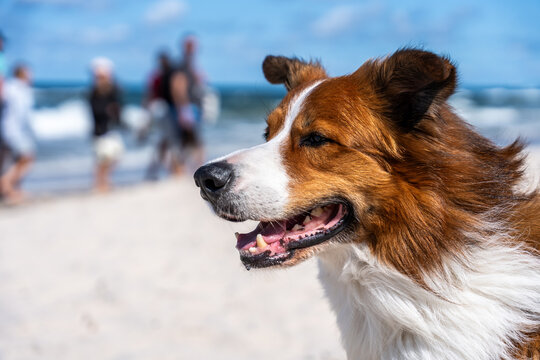 Happy Brown And White Dog Portrait On Beach In Summer Sun By Sea During Pet Vacation