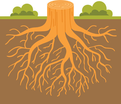 Tree stump with extensive root system underground vector cross section illustration for botany education or environmental concepts