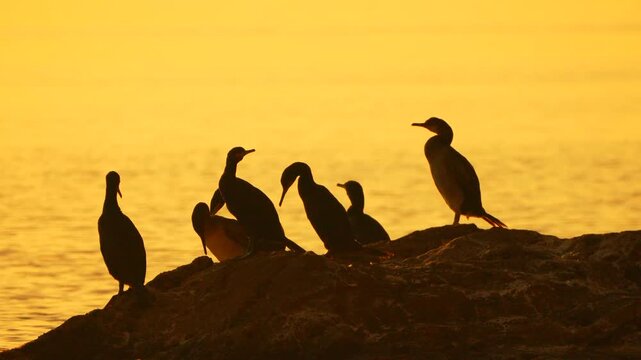 Wild cormorants perched on coastal rocks during golden twilight. Static camera shot captures a flock of silhouettes against shimmering tranquil waters.