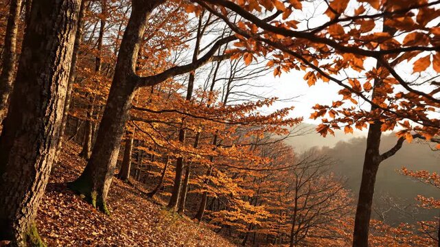 Copper beech woodland descending along a quiet hillside, arching branches and dry leaf carpet glowing in mellow light above a hazy valley, revealing layered trunks and an intimate seasonal landscape