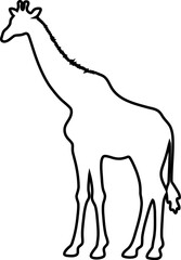 Fototapeta premium Outline drawing of a standing giraffe isolated on white background 