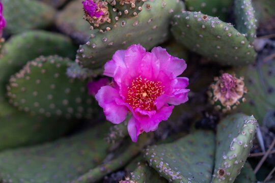 Botanical beauty and desert flora, vibrant pink prickly pear cactus flower blooming in a natural garden setting with green succulent pads