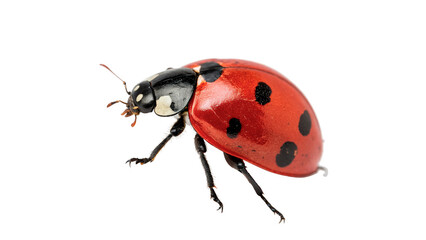 Small red ladybug ladybird beetle insect macro mascot isolated on transparent background © Olga