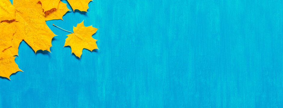 Autumn background. Bright yellow maple leaves on the  blue wooden surface. Autumn banner with free space for text