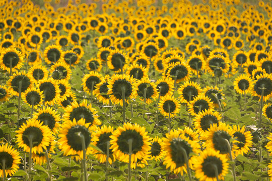seamless background of golden field of sunflowers facing east in summer
