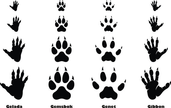 Animal footprints set of gelada, gemsbok, genet, and gibbon