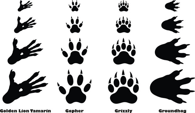 Comparison of animal paw prints including golden lion tamarin, gopher, grizzly bear, and groundhog