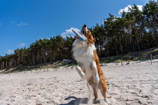 Active Dog Catching Flying Disc On Sandy Beach During Summer Pet Sport And Outdoor Play