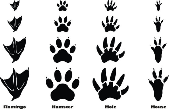 Set of animal footprints including flamingo, hamster, mole, and mouse tracks isolated on white background